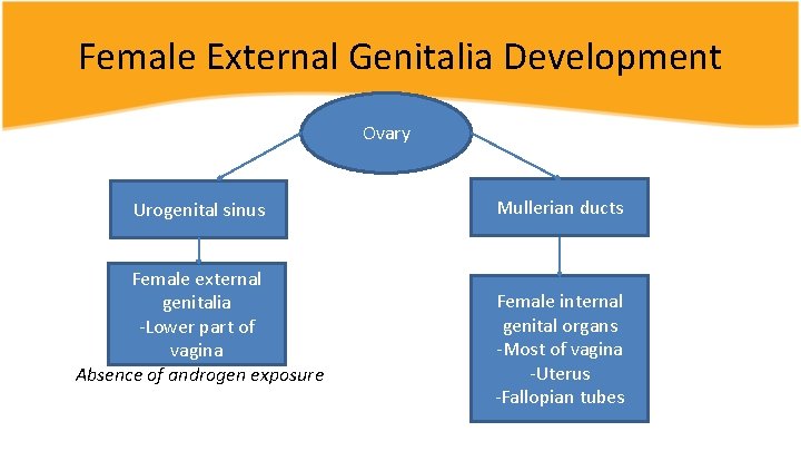 Female External Genitalia Development Ovary Urogenital sinus Female external genitalia -Lower part of vagina