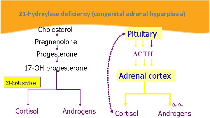 21 -hydrxylase deficiency (congenital adrenal hyperplasia) Cholesterol Pregnenolone Progesterone 17 -OH progesterone 21 -hydroxylase