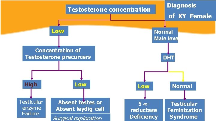 Diagnosis Testosterone concentration Low of XY Female Normal Male level Concentration of Testosterone precurcers