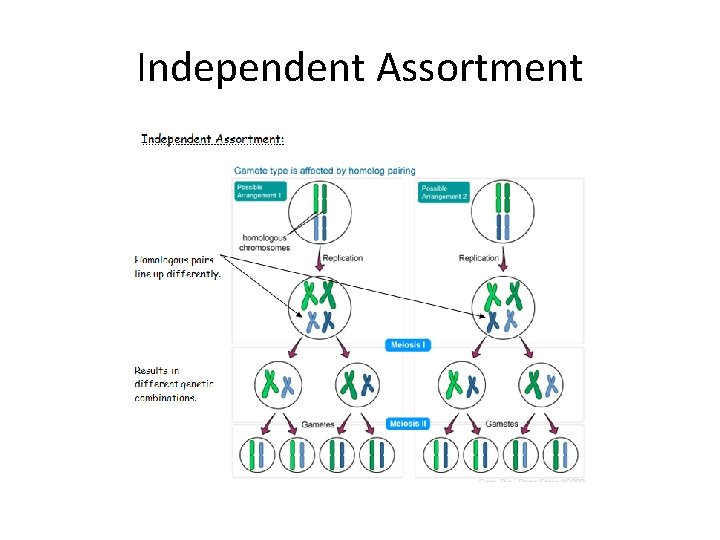 Independent Assortment 