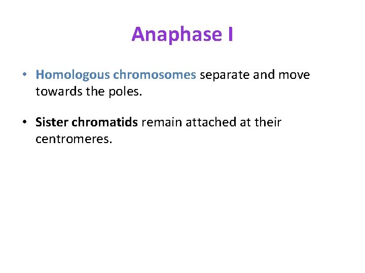 Anaphase I • Homologous chromosomes separate and move towards the poles. • Sister chromatids