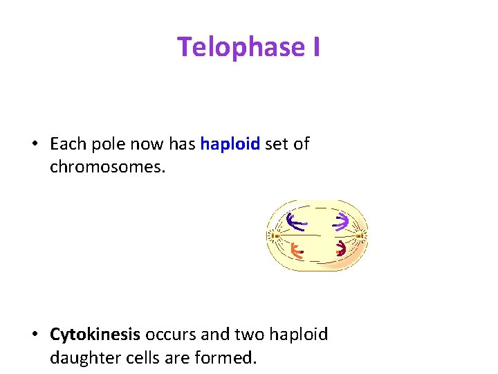 Telophase I • Each pole now has haploid set of chromosomes. • Cytokinesis occurs Telophase I • Each pole now has haploid set of chromosomes. • Cytokinesis occurs