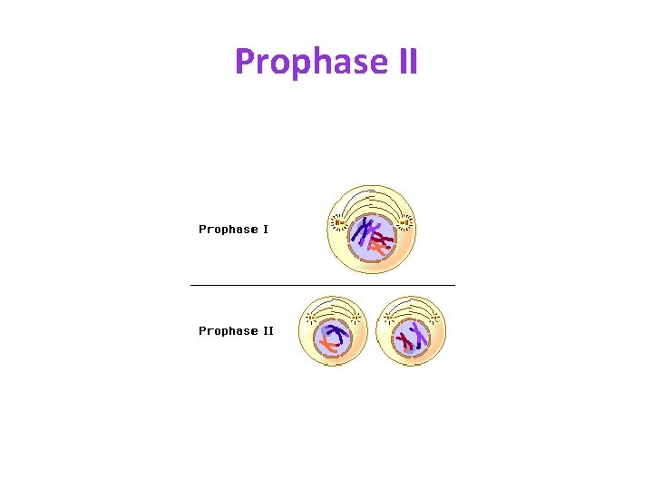 Prophase II 