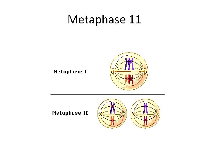 Metaphase 11 Metaphase 11
