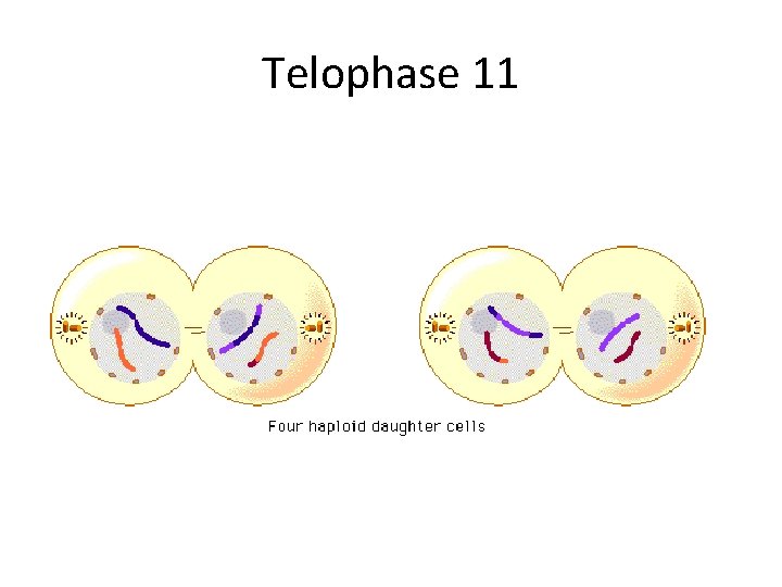 Telophase 11 Telophase 11