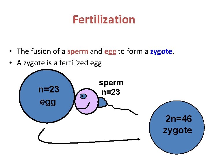 Fertilization • The fusion of a sperm and egg to form a zygote •