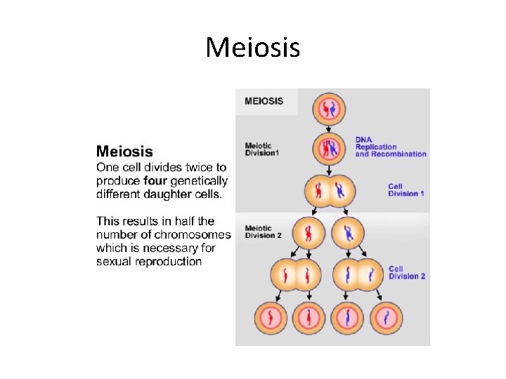 Meiosis 