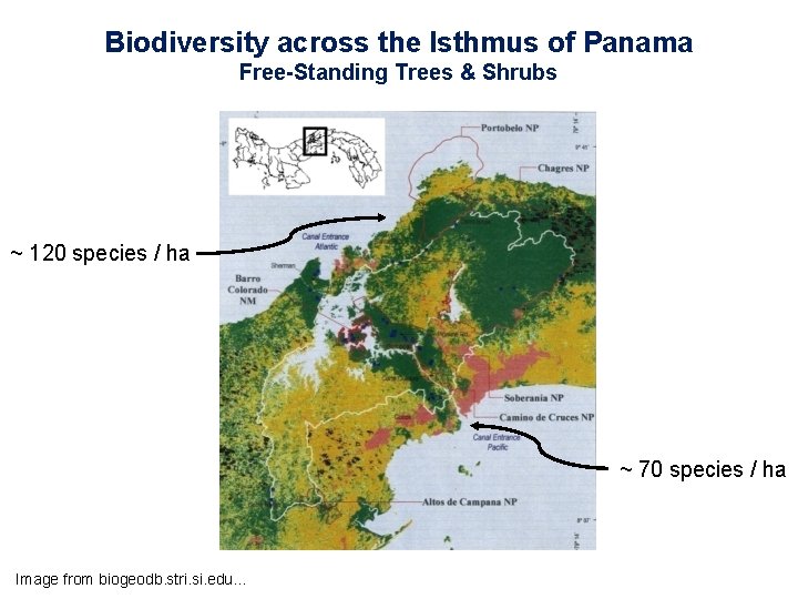 Biodiversity across the Isthmus of Panama Free-Standing Trees & Shrubs ~ 120 species /