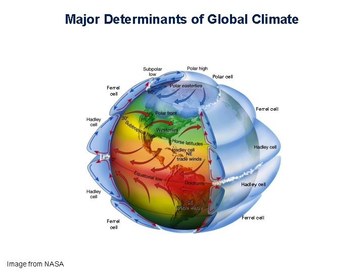 Major Determinants of Global Climate Polar cell Ferrel cell Hadley cell Ferrel cell Image