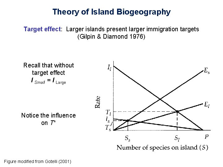 Theory of Island Biogeography Target effect: Larger islands present larger immigration targets (Gilpin &