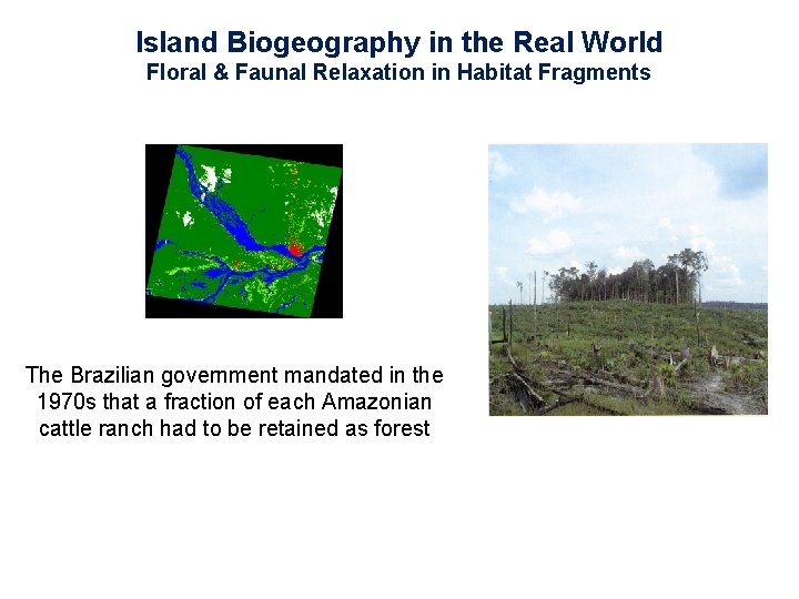 Island Biogeography in the Real World Floral & Faunal Relaxation in Habitat Fragments The