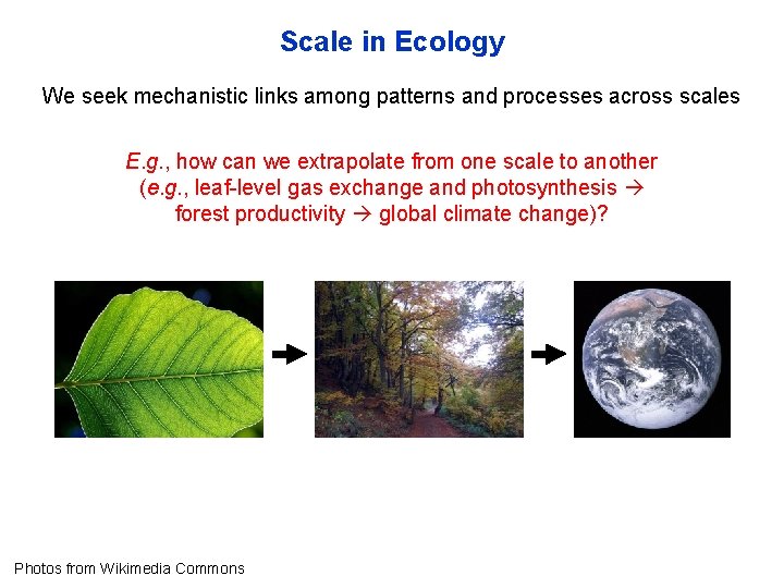 Scale in Ecology We seek mechanistic links among patterns and processes across scales E.
