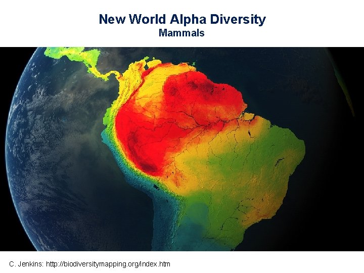 New World Alpha Diversity Mammals C. Jenkins: http: //biodiversitymapping. org/index. htm 