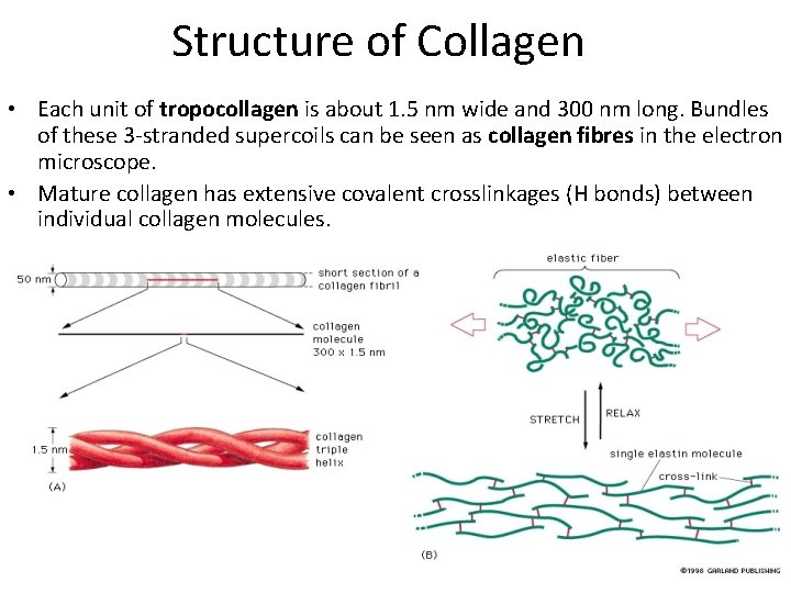 Structure of Collagen • Each unit of tropocollagen is about 1. 5 nm wide