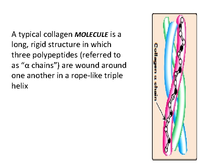 A typical collagen MOLECULE is a long, rigid structure in which three polypeptides (referred