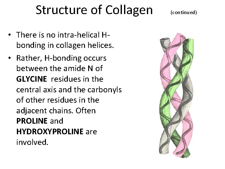 Structure of Collagen • There is no intra-helical Hbonding in collagen helices. • Rather,