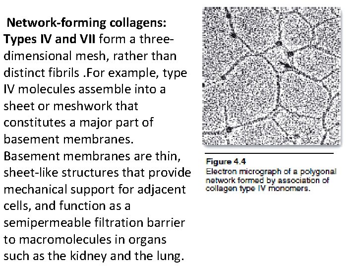 Network-forming collagens: Types IV and VII form a threedimensional mesh, rather than distinct fibrils.