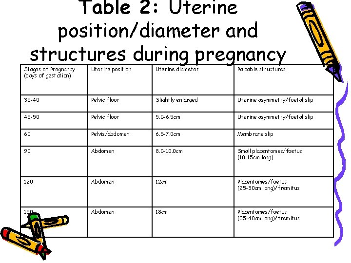 Table 2: Uterine position/diameter and structures during pregnancy Stages of Pregnancy (days of gestation)
