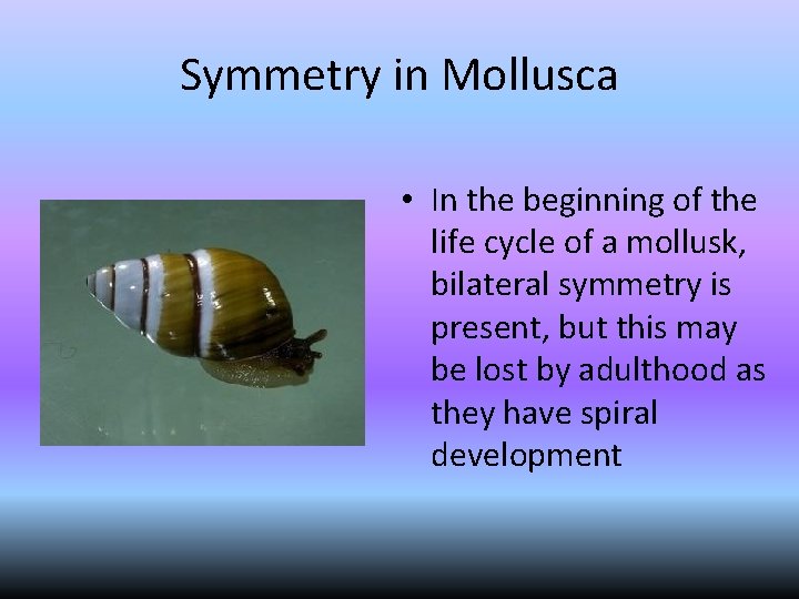 Symmetry in Mollusca • In the beginning of the life cycle of a mollusk,