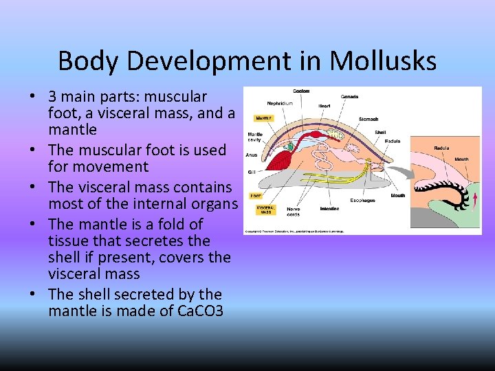 Body Development in Mollusks • 3 main parts: muscular foot, a visceral mass, and