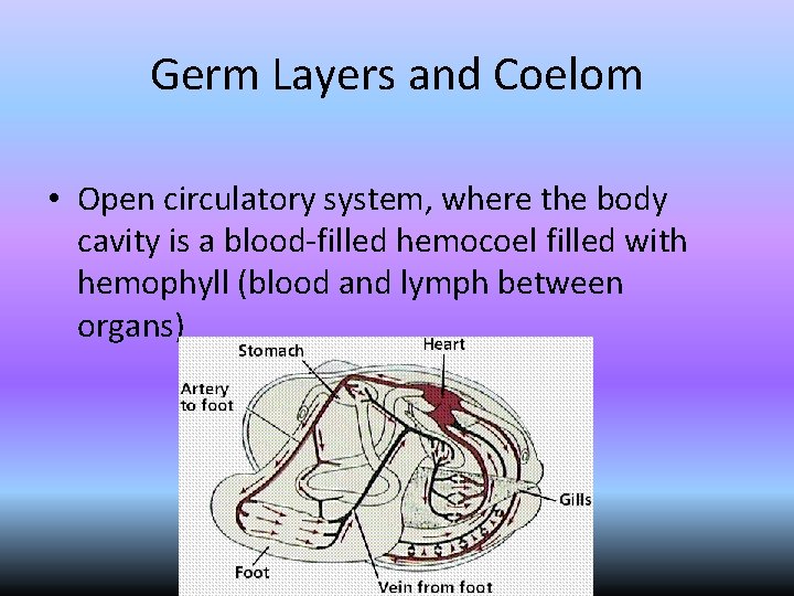 Germ Layers and Coelom • Open circulatory system, where the body cavity is a