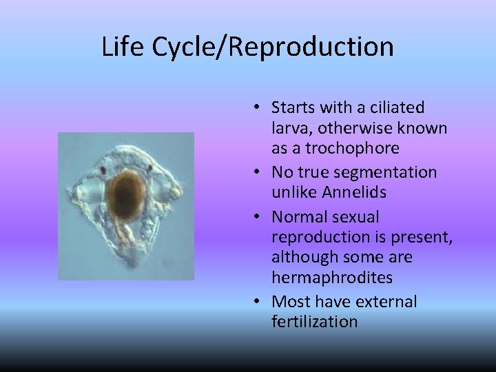 Life Cycle/Reproduction • Starts with a ciliated larva, otherwise known as a trochophore •