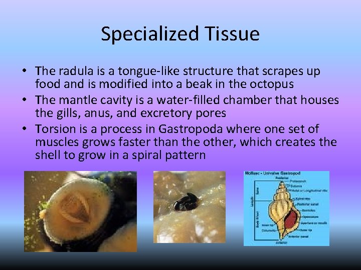 Specialized Tissue • The radula is a tongue-like structure that scrapes up food and
