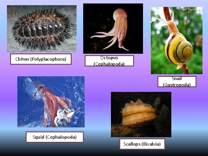 Chiton (Polyplacophora) Octopus (Cephalopoda) Snail (Gastropoda) Squid (Cephalopoda) Scallops (Bivalvia) 