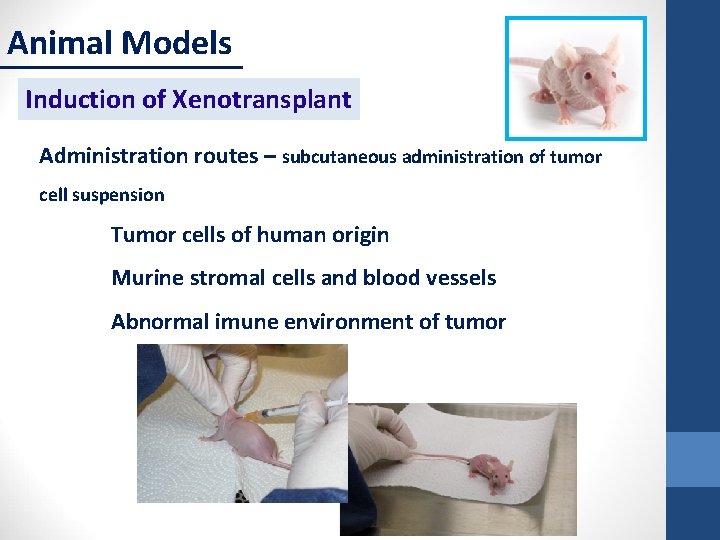 Animal Models Induction of Xenotransplant Administration routes – subcutaneous administration of tumor cell suspension