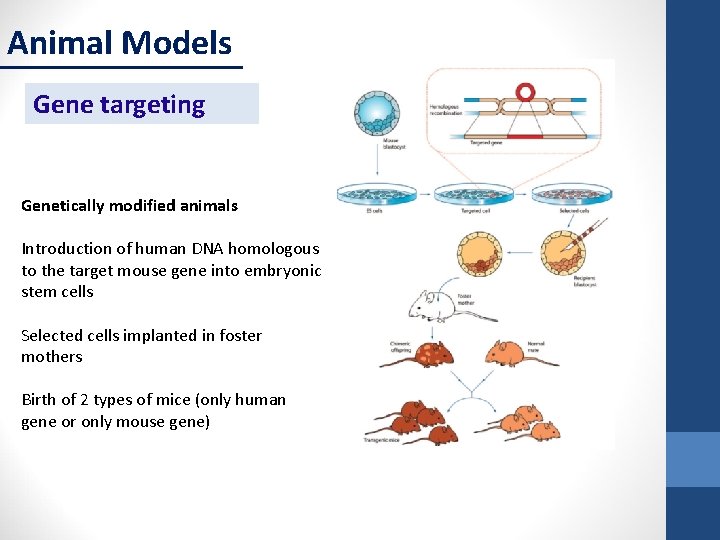 Animal Models Gene targeting Genetically modified animals Introduction of human DNA homologous to the