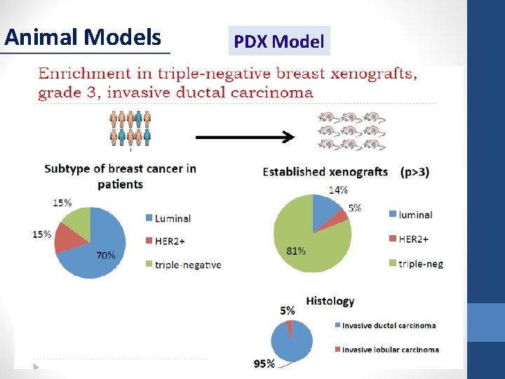 Animal Models PDX Model 