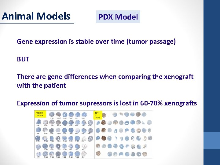 Animal Models PDX Model Gene expression is stable over time (tumor passage) BUT There