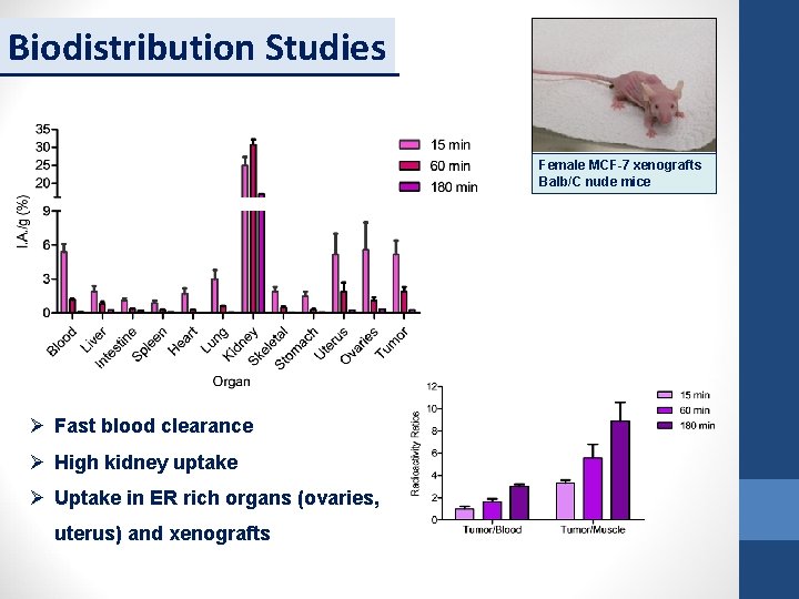Biodistribution Studies Female MCF-7 xenografts Balb/C nude mice Ø Fast blood clearance Ø High