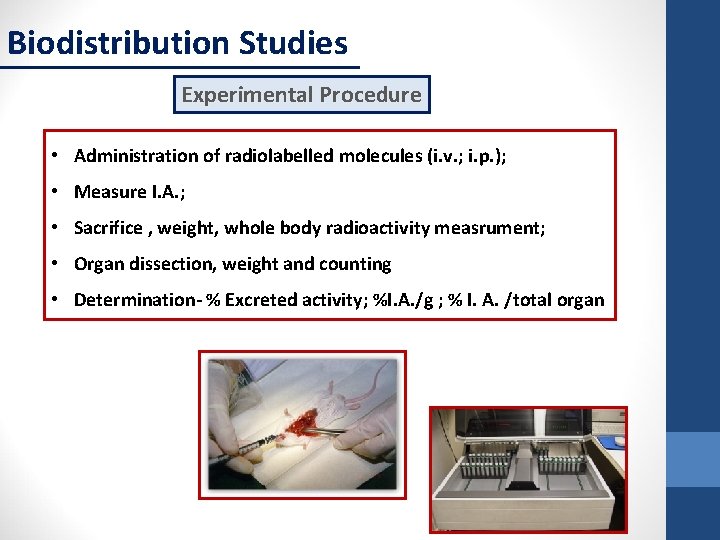 Biodistribution Studies Experimental Procedure • Administration of radiolabelled molecules (i. v. ; i. p.