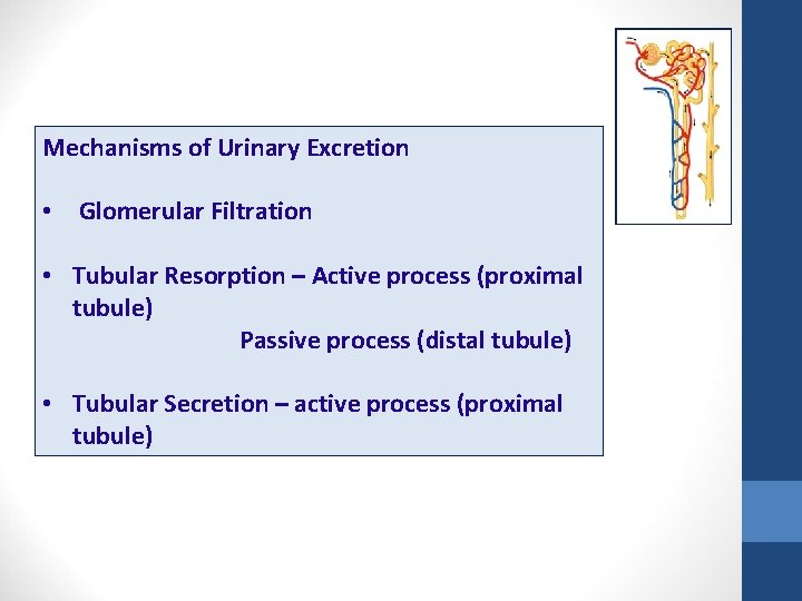 Mechanisms of Urinary Excretion • Glomerular Filtration • Tubular Resorption – Active process (proximal