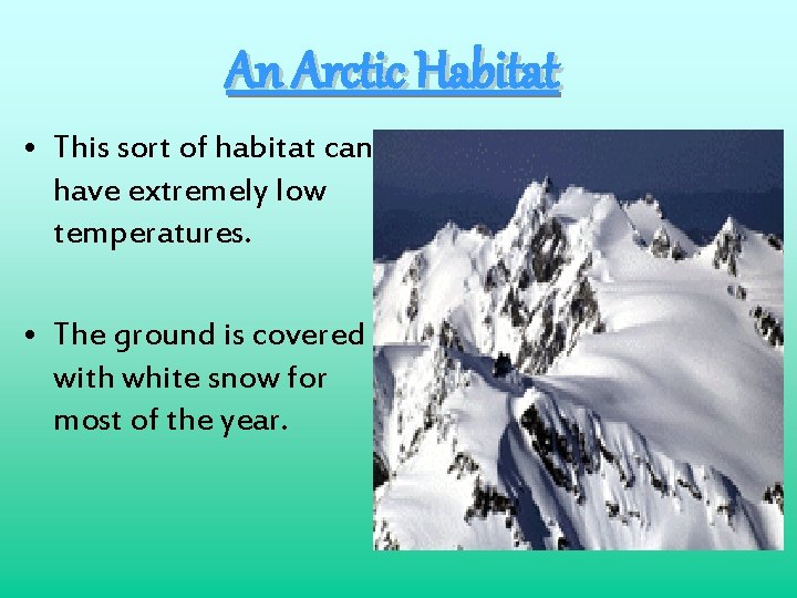 An Arctic Habitat • This sort of habitat can have extremely low temperatures. •