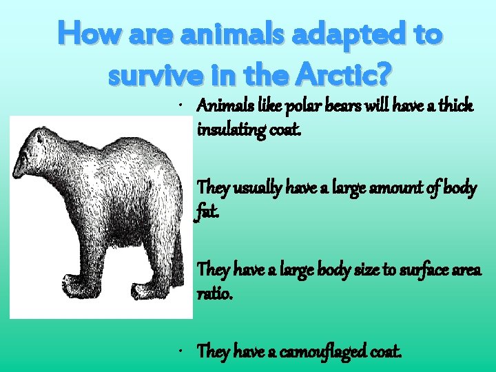 How are animals adapted to survive in the Arctic? • Animals like polar bears