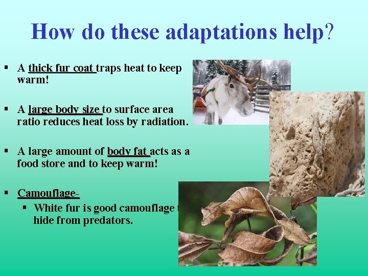 How do these adaptations help? § A thick fur coat traps heat to keep