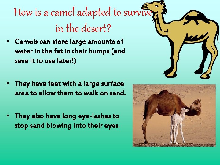 How is a camel adapted to survive in the desert? • Camels can store