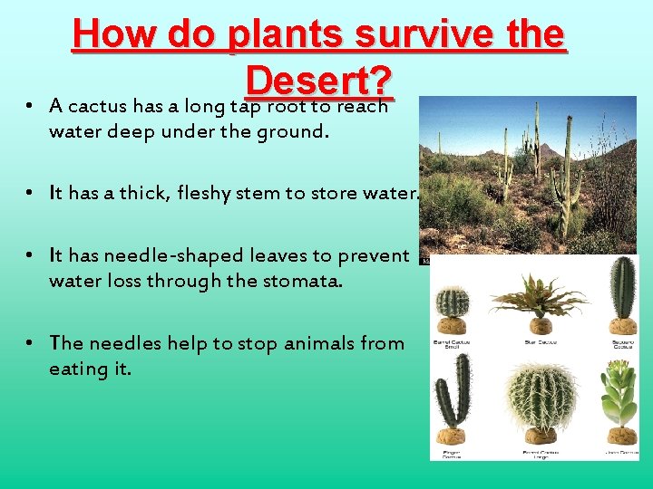  • How do plants survive the Desert? A cactus has a long tap