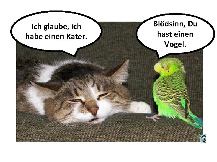 Ich glaube, ich habe einen Kater. Blödsinn, Du hast einen Vogel. 