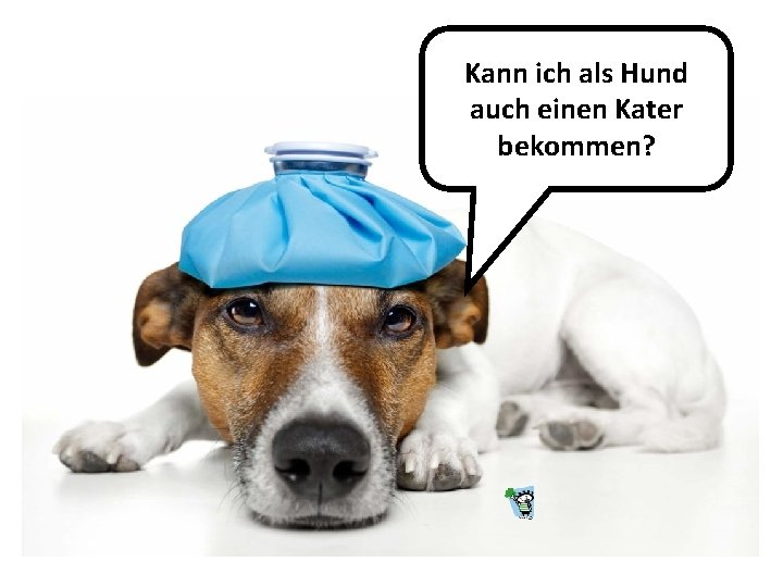 Kann ich als Hund auch einen Kater bekommen? 