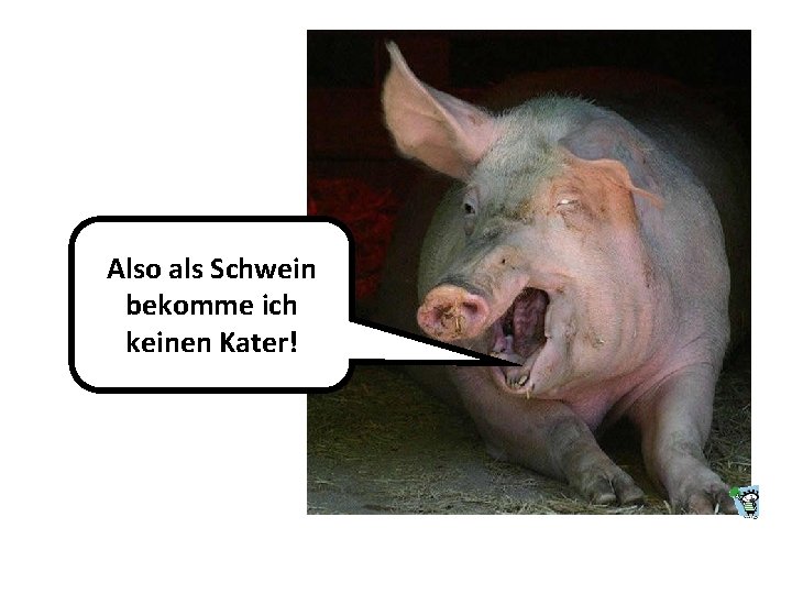 Also als Schwein bekomme ich keinen Kater! 