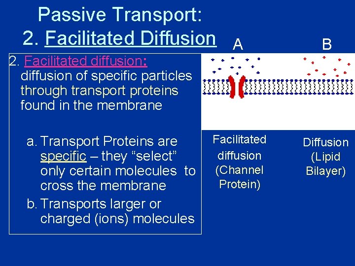 Passive Transport: 2. Facilitated Diffusion 2. Facilitated diffusion: diffusion of specific particles through transport