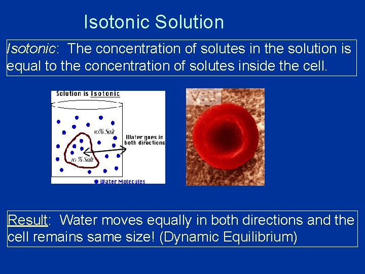 Isotonic Solution Isotonic: The concentration of solutes in the solution is equal to the