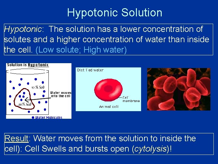 Hypotonic Solution Hypotonic: The solution has a lower concentration of solutes and a higher