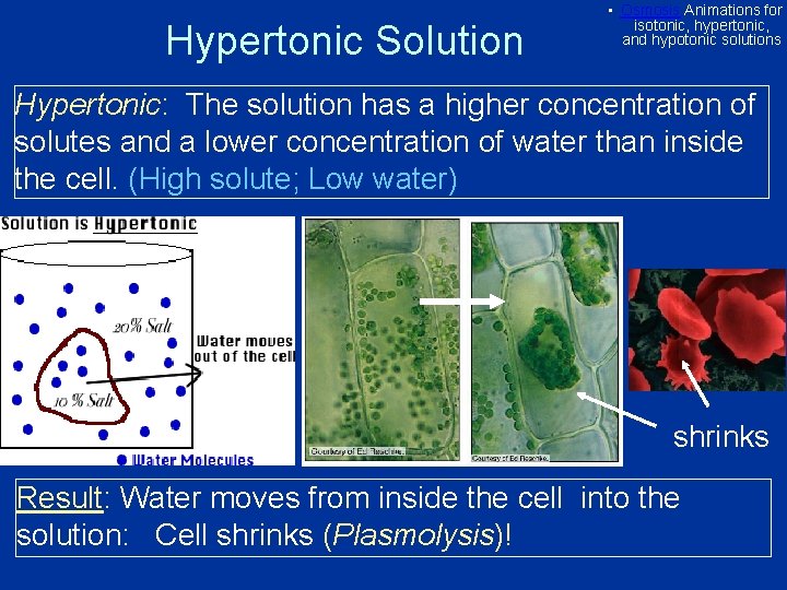 Hypertonic Solution • Osmosis Animations for isotonic, hypertonic, and hypotonic solutions Hypertonic: The solution