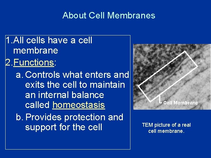 About Cell Membranes 1. All cells have a cell membrane 2. Functions: a. Controls