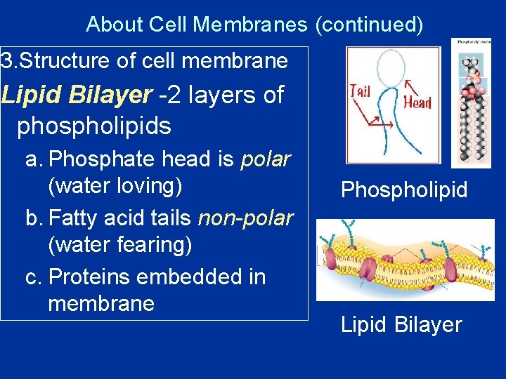 About Cell Membranes (continued) 3. Structure of cell membrane Lipid Bilayer -2 layers of