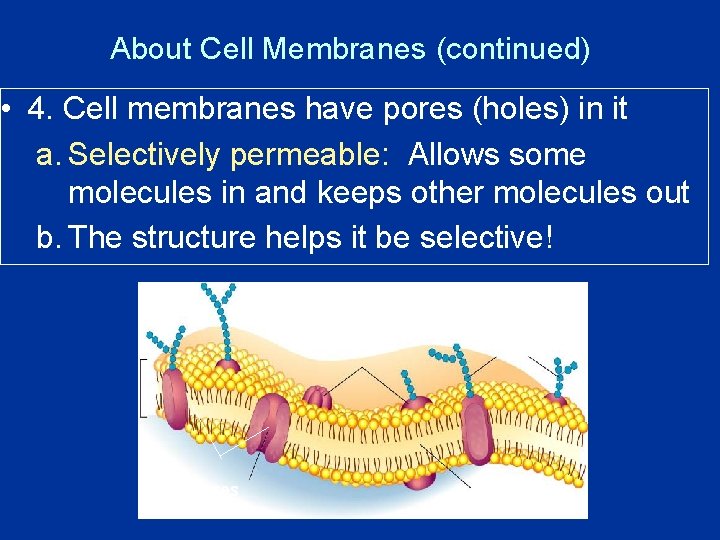 About Cell Membranes (continued) • 4. Cell membranes have pores (holes) in it a.